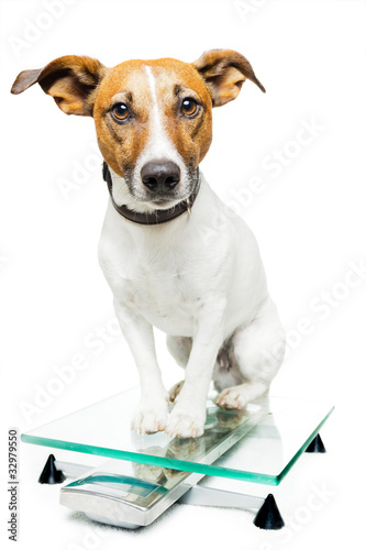 Photo: Dog on scale Dog on scale