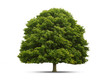 Grüner Baum