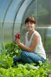 Smiling woman picking radish Smiling woman picking radish