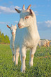 Funny kid goat grazing in field Funny kid goat grazing in field