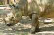 Rino with muddy feet Rino with muddy feet