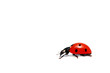 coccinelle