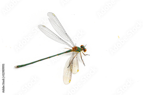 Photo: libellule libellule
