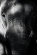 Elephant Close Up Portrait