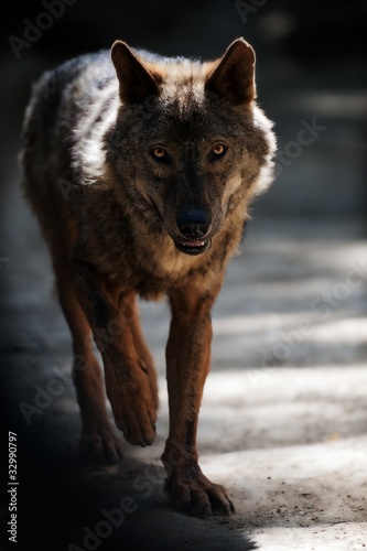 Photo: Wolf Close Up Portrait Wolf Close Up Portrait