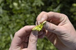 Hopfen