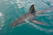 White Shark