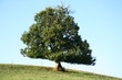 Châtaignier