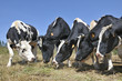 Vaches Vaches
