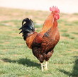 Rooster (side view) Rooster (side view)