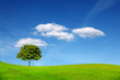 Idyllic summer landscape
