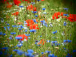 Mohnblüte