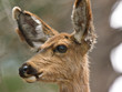 Female Mule Deer Portrait