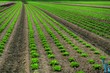 culture de salades - hdr