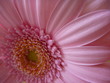 Fleurs Gerbera - Rose