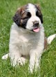 bernard