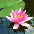 Seerose