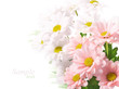 Daisies flowers on white background Daisies flowers on white background
