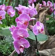 Orchid flower