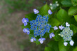 額紫陽花