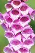 Blume