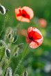 poppies on green field