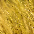 nature background with grass