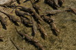Large group of young newborn crocodiles Large group of young newborn crocodiles