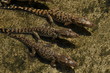 Three newborn crocodiles Three newborn crocodiles