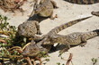 Family of newborn crocodiles Family of newborn crocodiles