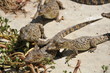 Newborn crocodiles together Newborn crocodiles together