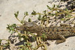 Newborn small crocodile walking on sand Newborn small crocodile walking on sand