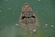 Giant beast in lake Giant beast in lake