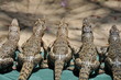 Small crocodiles sitting Small crocodiles sitting