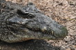 Sleepy crocodile lying in grass Sleepy crocodile lying in grass
