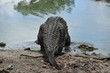 Impressive body of dangerous crocodile Impressive body of dangerous crocodile