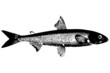 Fish01