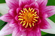 スイレンの花