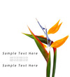 Strelitzia Reginae