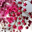 Fleurs de Spirea japonica
