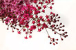 Fleurs de Spirea japonica