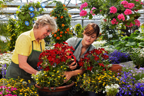 Foto: young and senior female gardener in the greenhouse young and senior female gardener in the greenhouse