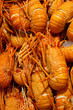 Rock Lobster