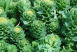 Rhodiola rosea, medicinal pant Rhodiola rosea, medicinal pant