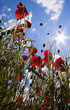 Sun poppies.