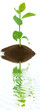 plante