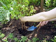 Gardening