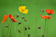 bunte Mohnblüten