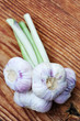 Garlic