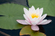 Wasserlilie